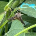 A imagem ilustra o detalhe da mariposa sendo atraída pelo Chamariz