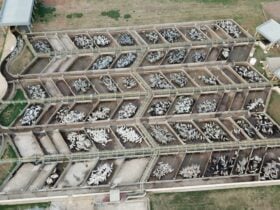 ACNB-Maior-etapa-da-historia-do-Circuito-Nelore-de-Qualidade-avaliou-mais-de-3-mil-animais-foto-divulgacao
