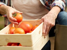 BANNER Tomate ajuda a puxar custo da cesta basica para o menor preco em 2025 1 1024x477 1