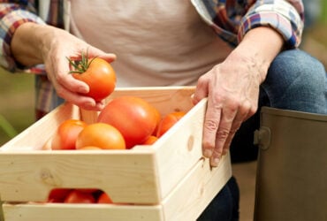 BANNER Tomate ajuda a puxar custo da cesta basica para o menor preco em 2025 1 1024x477 1