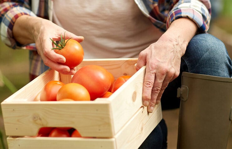 BANNER Tomate ajuda a puxar custo da cesta basica para o menor preco em 2025 1 1024x477 1