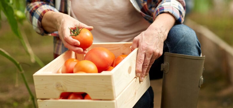 BANNER Tomate ajuda a puxar custo da cesta basica para o menor preco em 2025 1 1024x477 1