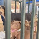 Caes encontram lares permanentes em doacao responsavel em Barra do Garcas