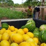 Colheita de melao e melancia reforca merenda escolar e valoriza agricultura familiar em Varzea Grande
