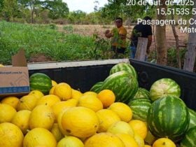 Colheita de melao e melancia reforca merenda escolar e valoriza agricultura familiar em Varzea Grande