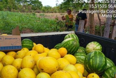 Colheita de melao e melancia reforca merenda escolar e valoriza agricultura familiar em Varzea Grande