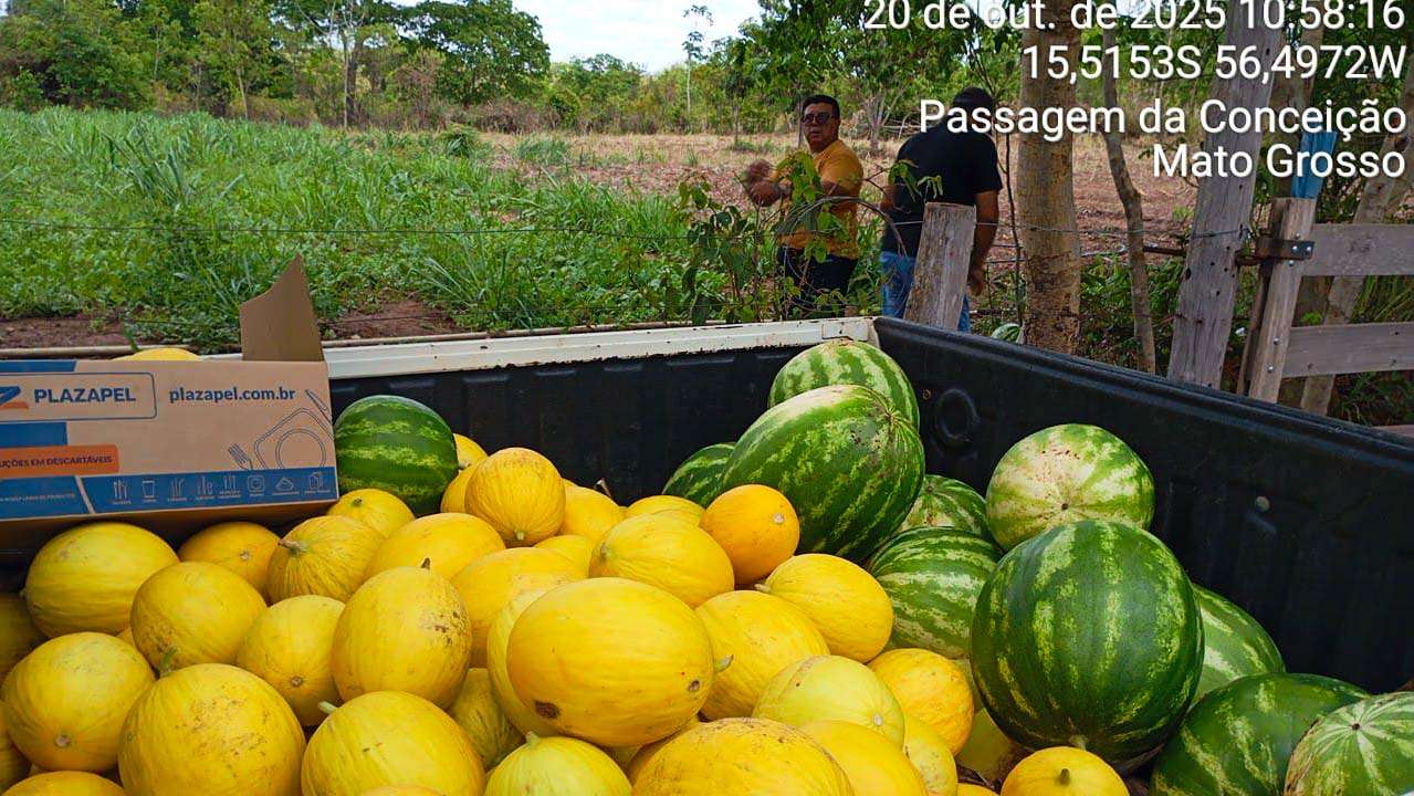 Colheita de melao e melancia reforca merenda escolar e valoriza agricultura familiar em Varzea Grande