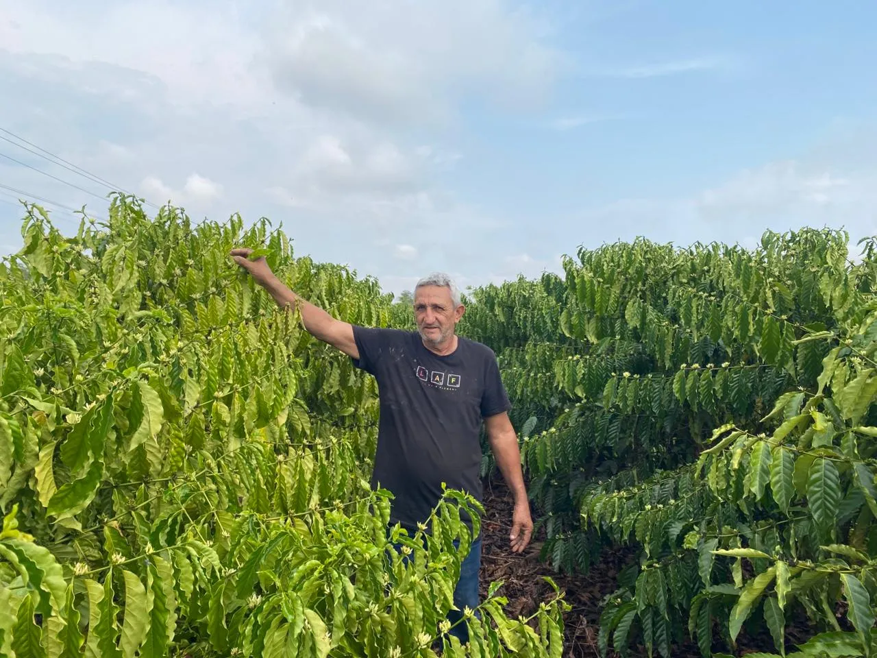 Café impulsiona agricultura familiar em Mato Grosso com apoio governamental