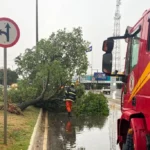 Bombeiros liberam ruas bloqueadas por queda de árvores em Campo Verde