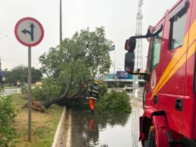 Bombeiros liberam ruas bloqueadas por queda de árvores em Campo Verde