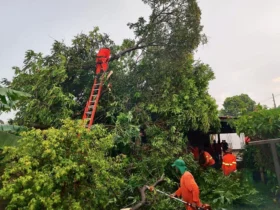Bombeiros removem árvore que desabou sobre casa em Primavera do Leste
