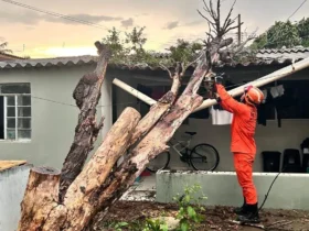 Bombeiros removem árvore caída sobre casa em Primavera do Leste