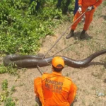 Bombeiros resgatam sucuri em Sorriso sem ferimentos