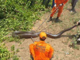 Bombeiros resgatam sucuri em Sorriso sem ferimentos