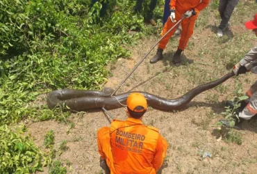 Bombeiros resgatam sucuri em Sorriso sem ferimentos