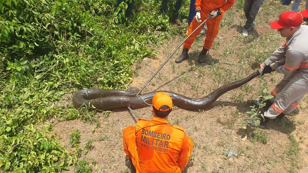 Bombeiros resgatam sucuri em Sorriso sem ferimentos