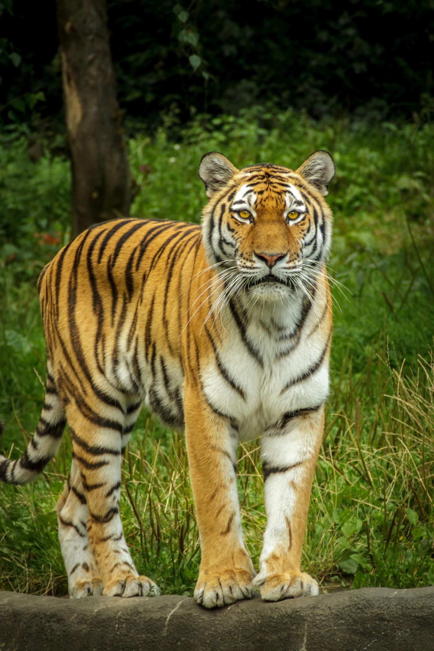 Dia Mundial dos Animais reforca compromisso global com a vida de todas as especies Pexels 1