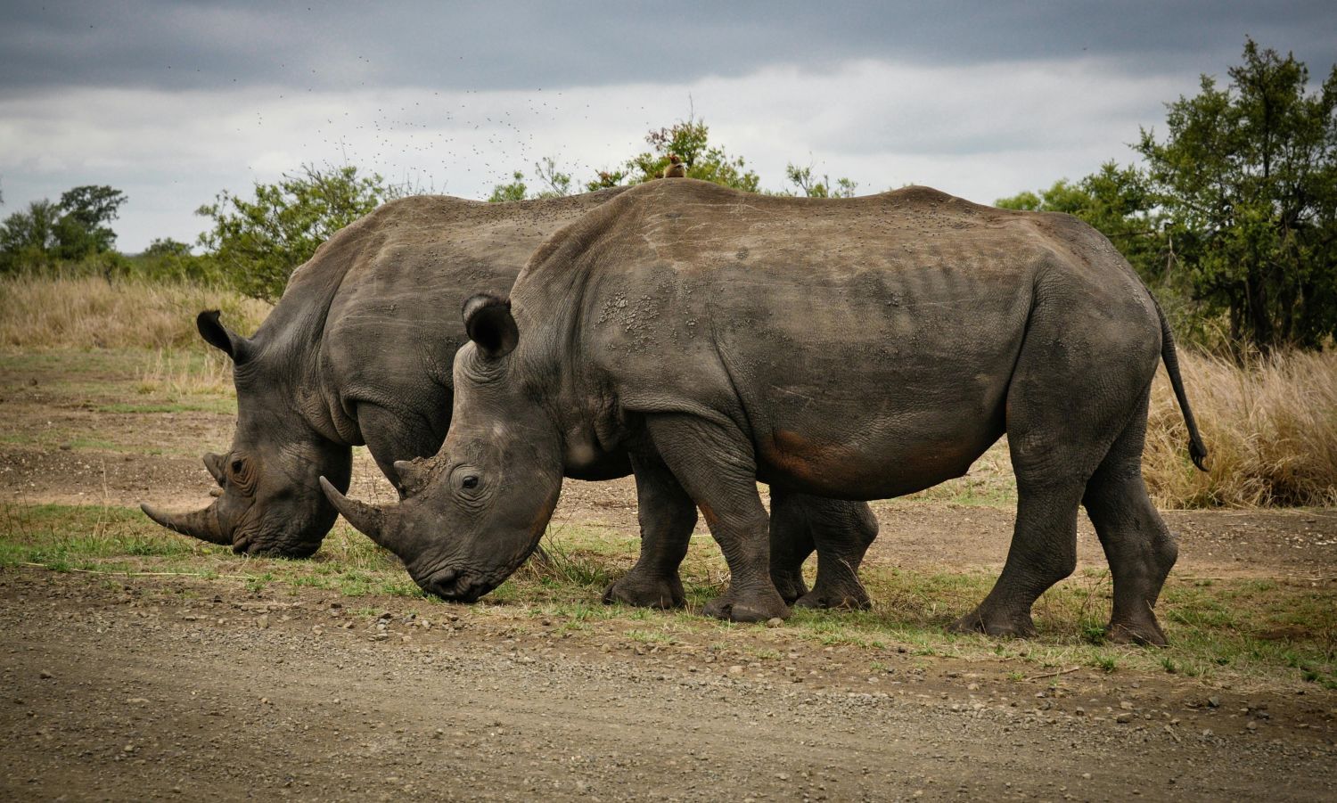 Dia Mundial dos Animais reforca compromisso global com a vida de todas as especies Pexels 2