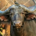 Dia Mundial dos Animais reforca compromisso global com a vida de todas as especies Pexels 3