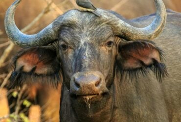 Dia Mundial dos Animais reforca compromisso global com a vida de todas as especies Pexels 3