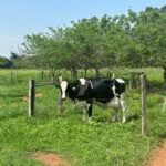 Dia de campo