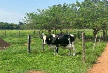Dia de campo