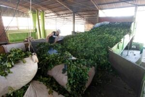 Estudos orientam estratégias de conservação da erva-mate frente às mudanças climáticas 82 Erva mate produtor Rodolfo Buher