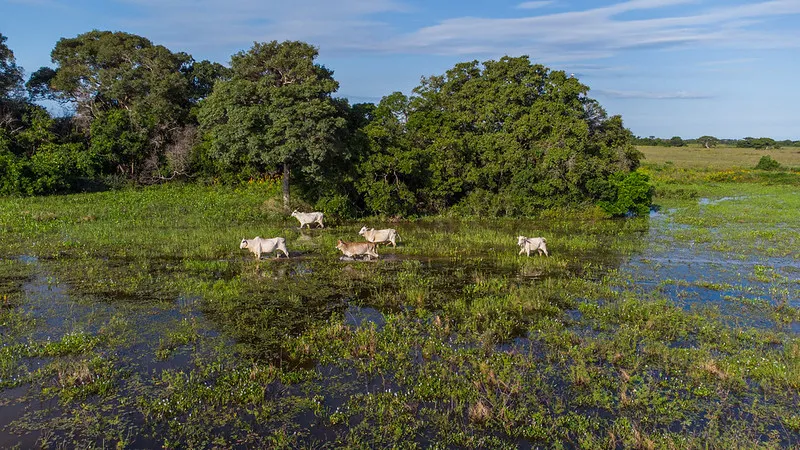 Iniciativa em Mato Grosso integra produção e conservação no coração do Pantanal 82 Iniciativa reúne mais de 85 fazendas e 165 mil cabeças
