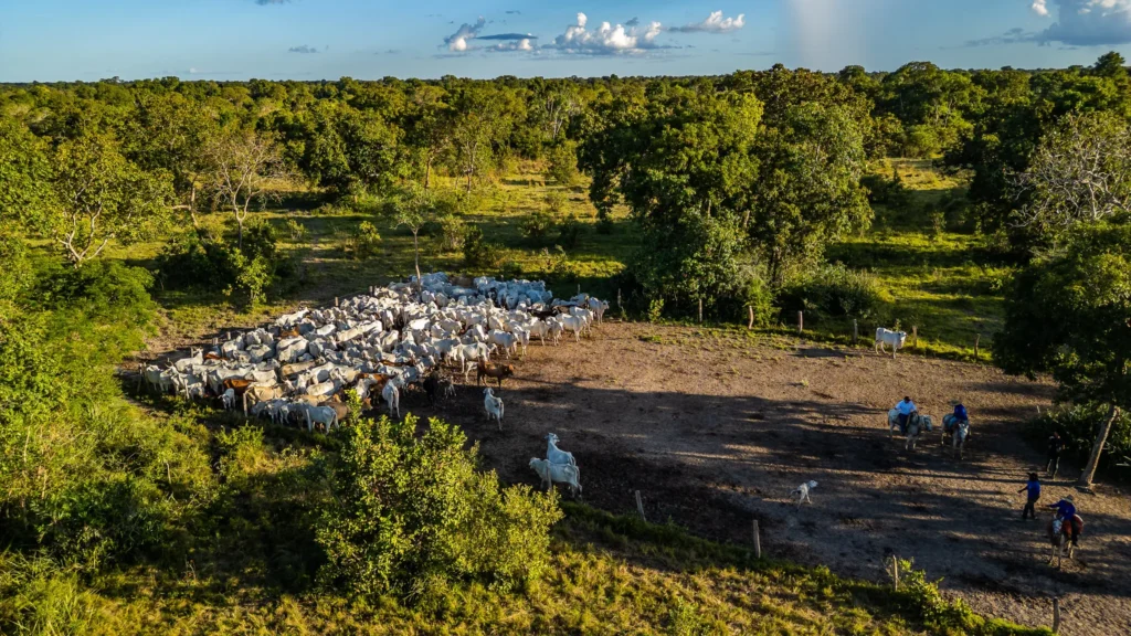 Iniciativa em Mato Grosso integra produção e conservação no coração do Pantanal