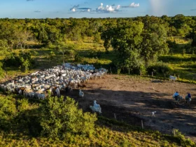 Iniciativa reúne mais de 85 fazendas e 165 mil cabeças