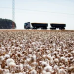 Algodão impulsiona Mato Grosso com crescimento de 8% na safra 2024/25