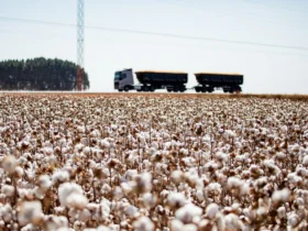 Algodão impulsiona Mato Grosso com crescimento de 8% na safra 2024/25