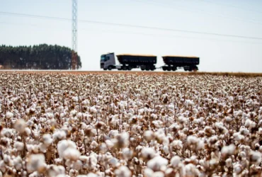 Algodão impulsiona Mato Grosso com crescimento de 8% na safra 2024/25