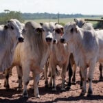 Pecuaria Imea