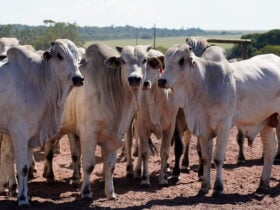 Pecuaria Imea