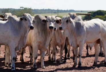 Pecuaria Imea