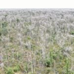 Pecuarista e condenado a R 1 milhao por devastar 38 Mil hectares no Pantanal