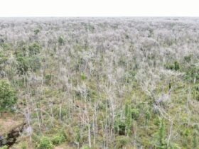 Pecuarista e condenado a R 1 milhao por devastar 38 Mil hectares no Pantanal