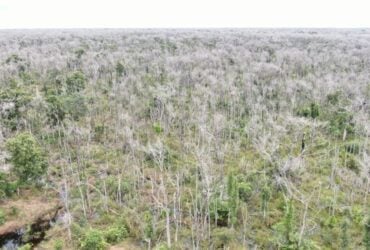 Pecuarista e condenado a R 1 milhao por devastar 38 Mil hectares no Pantanal