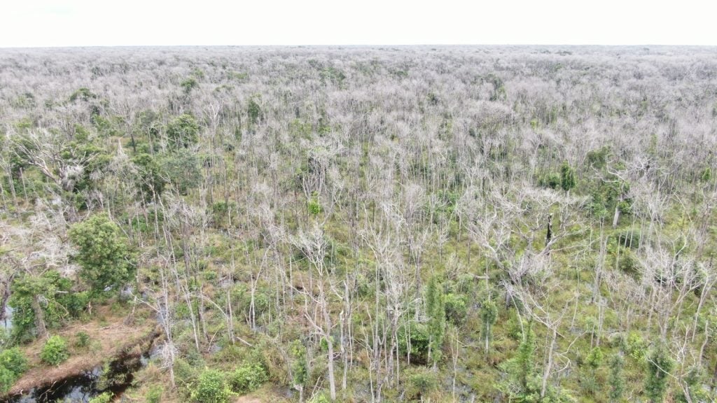 Pecuarista e condenado a R 1 milhao por devastar 38 Mil hectares no Pantanal