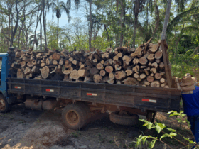 Policia Federal deflagra operacao em combate a comercializacao ilegal de madeira no Mato Grosso