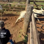 Polícia recupera novilhas e equinos furtados em Canarana