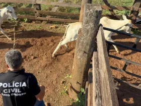 Polícia recupera novilhas e equinos furtados em Canarana