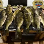 Polícia prende suspeito por pesca ilegal em Canarana