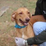 Prefeitura inicia programa de castracao animal em Barra do Garcas