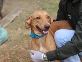 Prefeitura inicia programa de castracao animal em Barra do Garcas