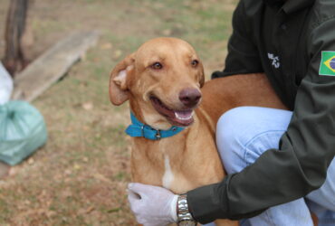 Prefeitura inicia programa de castracao animal em Barra do Garcas