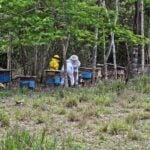 Producao de mel em Alta Floresta ganha folego com investimento estadual e foco em sustentabilidade
