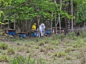 Producao de mel em Alta Floresta ganha folego com investimento estadual e foco em sustentabilidade