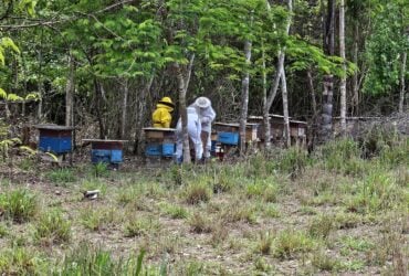 Producao de mel em Alta Floresta ganha folego com investimento estadual e foco em sustentabilidade